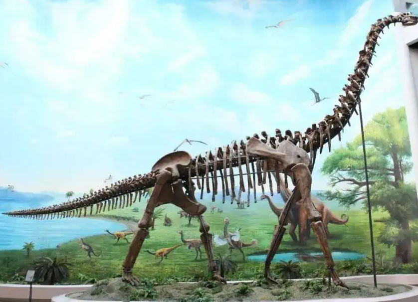 博物馆恐龙化石